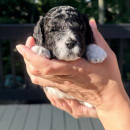 Brie - Black and white female Cavapoo puppy in Avon, Indiana from Puppylove for Doodles