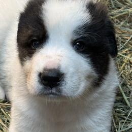 Boy 1 - White and gray male Great Pyrenees puppy in Port Townsend, Washington from Pam’s Perfect Pugs & MasPyrs