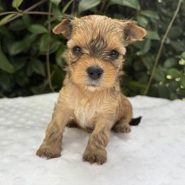 Victoria - Tan female Yorkshire Terrier puppy in Bunnell, Florida from Royal Biewer and Royal Aussies