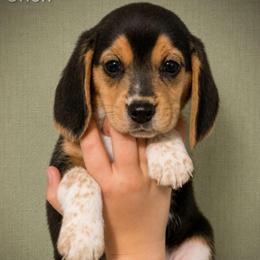 Orion - Blue tan and white male Beagle puppy in Lake City, Florida from Patriot Beagles