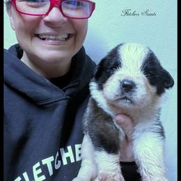 Blue Collar - Mahogany and white male Saint Bernard puppy in New Philadelphia, Ohio from Fletchers Saints