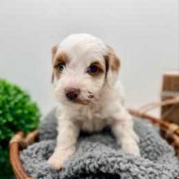 Pink Girl - Parti female Goldendoodle puppy in Philadelphia, Mississippi from Oakie Doodles