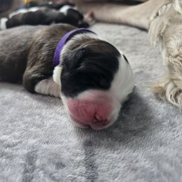 Purple - Brown and white female Saint Bernard puppy in Lebanon, Oregon from Tonya Tate's Saint Bernards