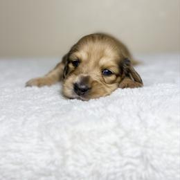 Shaded cream dapple girl - Cream female Dachshund puppy in Merced, California from The Graceful Dachshund Kennel
