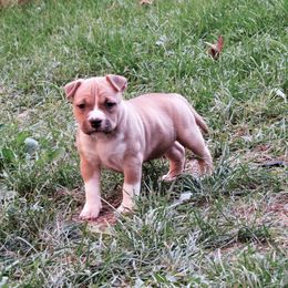 Chihuahua and American Staffordshire Terrier Puppies from Bellastaff