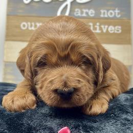 Pink Male - Red  male Goldendoodle puppy in Great Falls, Montana from Montana Goldendoodles