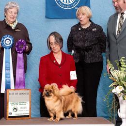 Violet - Tibetan Spaniel