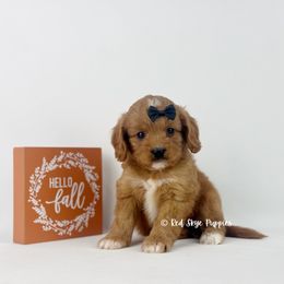 Joshua (Black Collar) - Red male Cavapoo puppy in Republic, Missouri from Red Skye Puppies