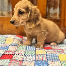Boone - Cream male Dachshund puppy in Licking, Missouri from Bean Creek Dachshunds & Terriers
