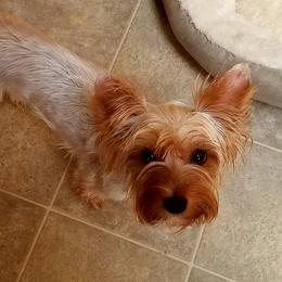 Tiki - Yorkshire Terrier