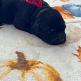 Red collar - Black male Labrador Retriever puppy in Big River, California from Cozy Acres Farm Labradors
