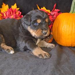 Black Tri Male 1 - Black tri-color male Australian Shepherd puppy in Crossville, Alabama from Bluff View Aussies