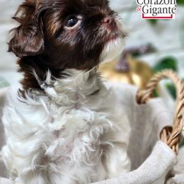 Biewer Terrier and Yorkshire Terrier Puppies from Corazon de gigante