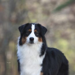 Whitney - Australian Shepherd