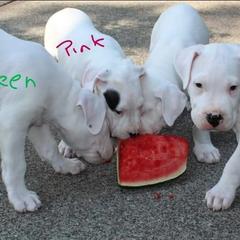 Dogo Argentino Puppies from K&B Southern Oregon Argentino Dogos