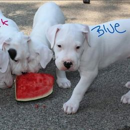 Dogo Argentino Puppies from K&B Southern Oregon Argentino Dogos