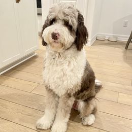 Olive - Aussiedoodle