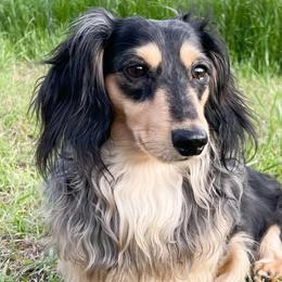 Dachshunds from Hamsley Doxies and More