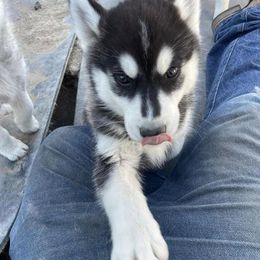 Siberian Husky Puppies from Utah Atwood Huskies