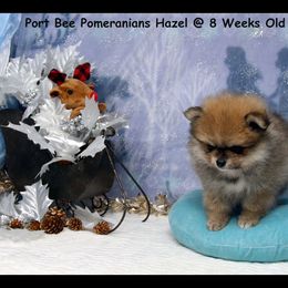 Pomeranian Puppies from Port Bee Pomeranian’s