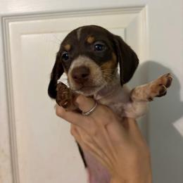 Coconut - Piebald female Dachshund puppy in Conroe, Texas from R&M Dachshunds