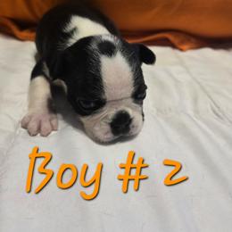 Boy 2 - Black and white male Boston Terrier puppy in Kewanee, Illinois from Grandma's Boston Terriers