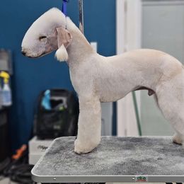 Midas - Bedlington Terrier