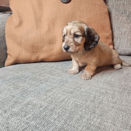 Duke - Cream male Dachshund puppy in Lindsay, California from Lewis Creek Dachshunds