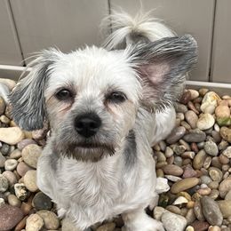 Gaia - Havanese
