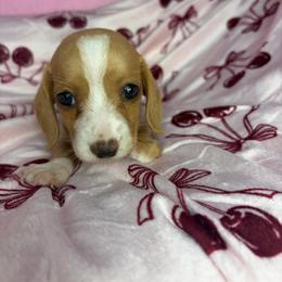 Morgan - Cream female Dachshund puppy in Lake City, Florida from My Ditzy Doxies of Florida