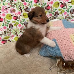 Collie Puppies from Doggy Haven Collies