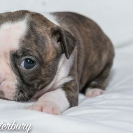 Boston Terrier Puppies from Canterbury Tails Boston Terriers
