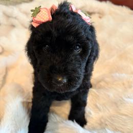 Velvet - Black female Goldendoodle puppy in Greensboro, Georgia from B’s Doodles