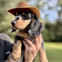 Lennox - Dapple male Dachshund puppy in Call, Texas from Dachshund D’Amore