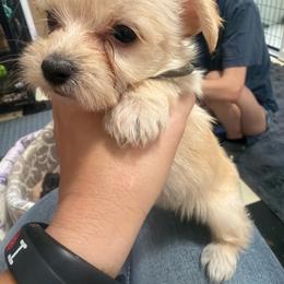 Marty - White and tan male Morkie puppy in Winston Salem, North Carolina from Patty’s Paws