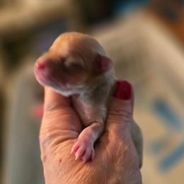 Matrix - Chocolate sabled fawn male Chihuahua puppy in Orange, Texas from Tiny Paws from God