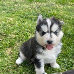 George - Black and white male Siberian Husky puppy in Elkin, North Carolina from Blue Ridge Shadow Huskies