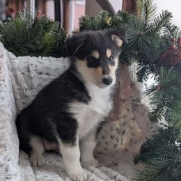 Kahlua - Black tan and white female Siberian Husky puppy in Webster City, Iowa from Kaleidoscope