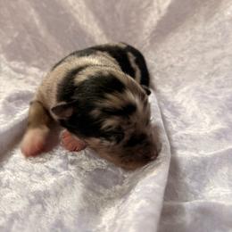 Cookie - Blue merle female Australian Shepherd puppy in Mount Vernon, Texas from RJ's Aussie Posse