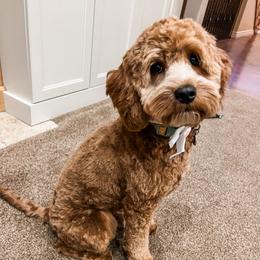 Dottie - Goldendoodle