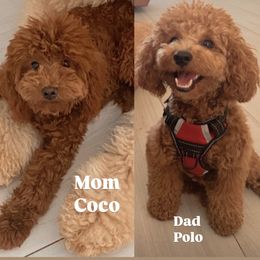 Goldendoodle puppies from Daviegoldendoodles