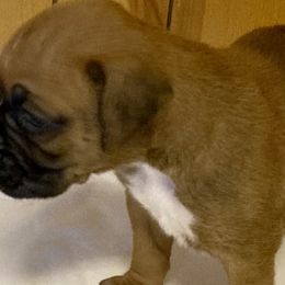 Girl 1 - Fawn Boxer puppy in Louisiana from Toledo Bend Boxers