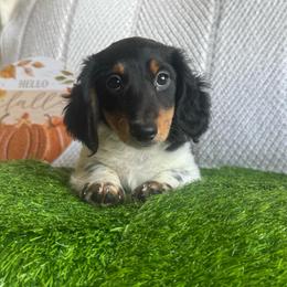 Oreo - Piebald male Dachshund puppy in Hawley, Texas from Foxy’s Dachshunds & Toy Aussies