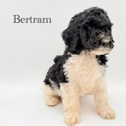 Bertram - Parti male Goldendoodle puppy in Milford, Pennsylvania from Doodles Are Golden