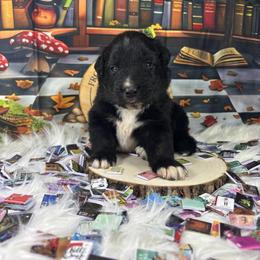 Epic - Black tri-color male Australian Shepherd puppy in Fredericksburg, Virginia from Cooper Ridge Aussies