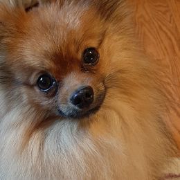 Pomeranians and Shih Tzus from Hilltop Shih Tzu and Pomeranians