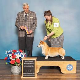 Pembroke Welsh Corgi Puppies from Cattal Corgis