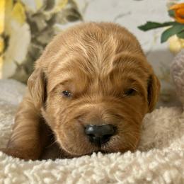 Benny - Golden male Golden Retriever puppy in Doniphan, Missouri from Stockford’s Golden Retrievers