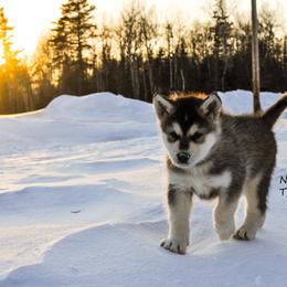 Alaskan Malamute Puppies from North Shore Alaskan Malamutes
