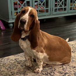 Nala - Basset Hound